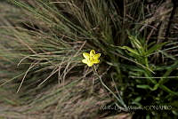 ALM122 Sisyrinchium quadrangulatum.jpg