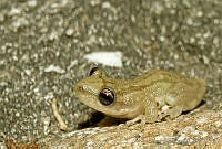 MDL0031 Scinax staufferi.jpg