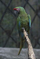 MASM06321 Ara ambiguus.jpg