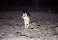 UNAMHBRM-9 Lynx rufus.jpg