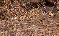 CGL5244 Aspidoscelis exsanguis.jpg