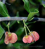 MDLLPG0168 Wimmeria microphylla.jpg