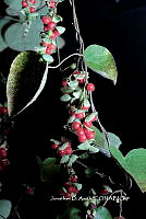ME010 JA 00123 Cissampelos pareira L., 1753.JPG