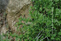 RG055 0062 Mentha piperita.JPG