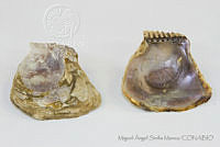 MASM05128 Isognomon alatus.jpg