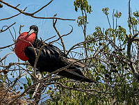 CCR 003 Fregata magnificens.jpg