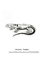 MARL0214 Ctenosaura hemilopha.jpg
