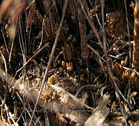 JG002 Kalanchoe delagoensis.JPG
