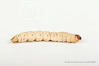 IMDOC3444 Aegiale hesperiaris.jpg