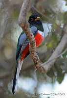 ELC0118 Trogon elegans ssp. ambiguus.jpg
