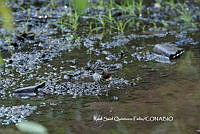 RSQF001 Parkesia motacilla.JPG