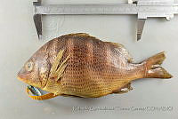 RQTG1308 Haemulon sexfasciatum.jpg