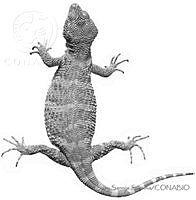 SSS0002 Xenosaurus phalaroanthereon.JPG