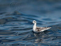 MGaves 2328 Phalaropus lobatus.jpg