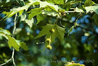 3901 Platanus occidentalis var. lindeniana.jpg