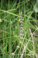 proy JF091 0458 Stachys agraria.JPG