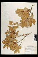 102084 Quercus oblongifolia.jpg