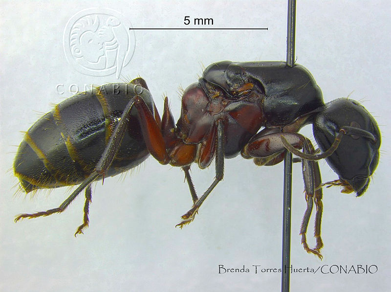 BTH0095%20Camponotus%20herculeanus.jpg.rSfctoX MSVdI 9hQA3g0JtbmFja29CbnFuZ3NAbXJ6LGtwZwA.bXzPcodlWS