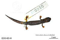 ME006 herp SCLC 0241 Bolitoglossa stuarti - Wake & Brame, 1969.jpg