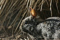 MASM06339 Romerolagus diazi.jpg