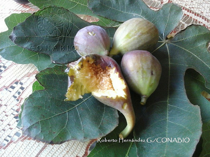 ZG017%200152%20Ficus%20carica.jpg.nyfKuID0MRldhxljQA3g0JtbmFja29CbnFuZ3NAbXJ6LGtwZwA.qn7ODdtpIK