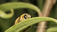 SM0305 Andreninae.jpg