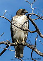 AAKVDH 0676 Buteo jamaicensis.JPG