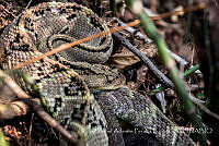 ZAPF0263 Crotalus culminatus.jpg