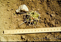 FGM2630 Mammillaria sp..JPG