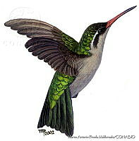 MAPM0021 Phaeoptila sordida.jpg