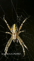 SM0320 Neoscona oaxacensis.jpg