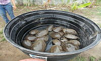 NE017 173 Dermatemys mawii.jpg