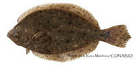 SRM0156 Paralichthys woolmani.jpg