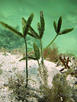 BDP0112 Caulerpa paspaloides var. laxa.jpg
