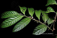 Ayotox 0426 Guarea glabra subsp. tuerckheimii.jpg