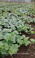 ZG012 0016 Cucumis melo.jpg