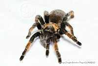 JDBP0082 Brachypelma emilia.jpg