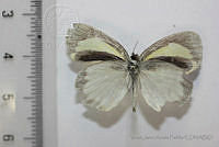 VJAP017 Eurema daira ssp. eugenia.jpg
