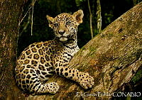 EGP0309 Panthera onca.jpg