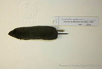 FXGC0019 Cryptotis goldmani.jpg