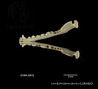 LESS 0247 Urocyon cinereoargentus ssp. nigrirostris.JPG