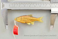 RQTG1188 Cyprinella formosa.jpg