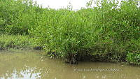 UM002 S0063 Rhizophora mangle.jpg