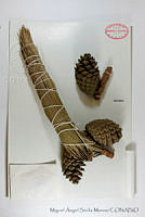 MASM06824 Pinus pringlei.jpg