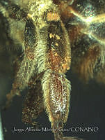 JAMR1275 Mydrosoma saussurei.jpg