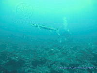 CGG1170 Sphyraena barracuda.JPG