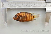 RQTG1170 Amatitlania nigrofasciata.jpg