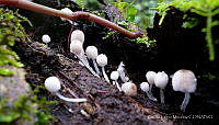 CLM001 Coprinellus disseminatus.jpg