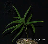 PJB ME014 217 Zamia paucijuga.JPG