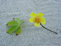 SHSM0018 Cochlospermum vitifolium.jpg
